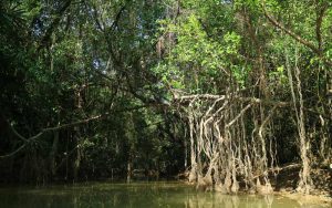Coastal Ecosystem Restoration program