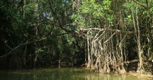 Takuapa Mangrove in south thailand