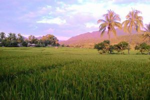 rice field north thailand