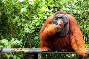 Orangutang 1