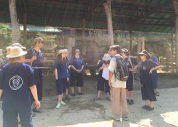Mae Rim Thai Elephant Care Centre