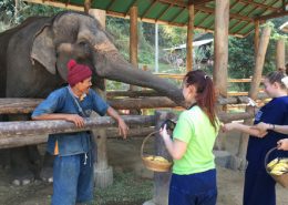 Hill Tribes and Elephant Care in Northern Thailand