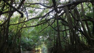Coastal Ecosystem Restoration for Thailand