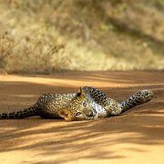 Sri Lanka : Wildlife