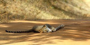 Sri Lanka : Wildlife