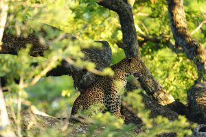 Wildlife in Sri Lanka