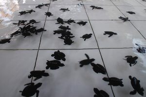 Releasing baby turtles with the Turtle Conservation Center in Bali1