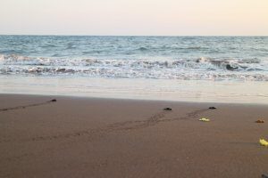 Releasing baby turtles with the Turtle Conservation Center in Bali6