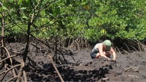 MANGROVE CONSERVATION IN BALI