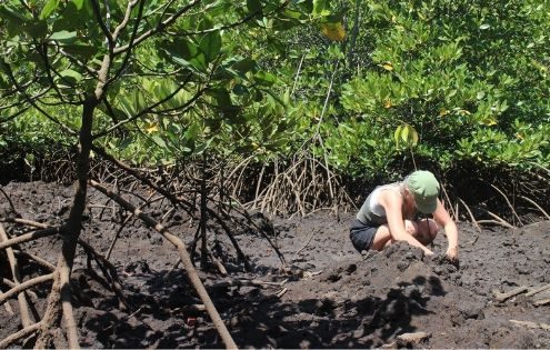 MANGROVE CONSERVATION IN BALI