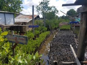 Growing Mangrove Trees In Southern Cambodia