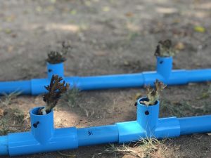 Coastal Ecosystem Restoration In Thailand