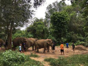 Hill Tribes & Elephant Care in Thailand
