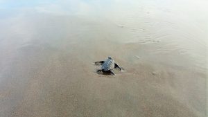 Mangrove Conservation and Turtle Care 1000