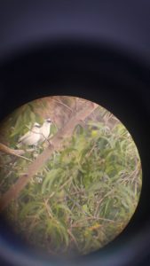 Environmental Studies in Indonesia2